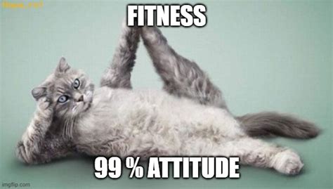 Image Tagged In Exercising Cat Imgflip