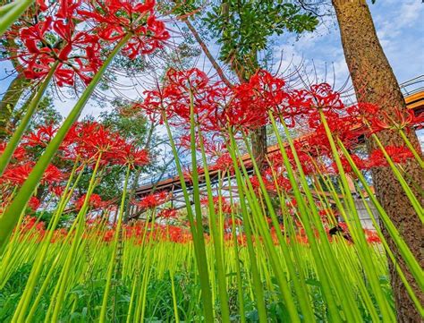 Ngoài ra, sơn tùng còn ghi dấu ngày sinh của mình bằng dãy số la mã phía sau gáy. Hoa bỉ ngạn nở rực khắp Nhật Bản