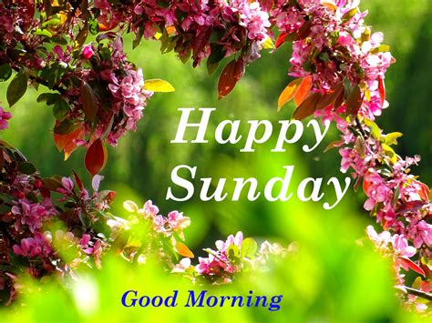 Top Happy Sunday Good Morning Images Greetings Pictures Whatsapp