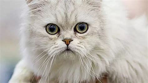 Iran Chinchilla Kedi Kedi Hayvanlar Blog