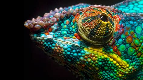 Enjoy and share your favorite beautiful hd wallpapers and background images. Chameleon 4K HD Wallpapers | HD Wallpapers | ID #31995