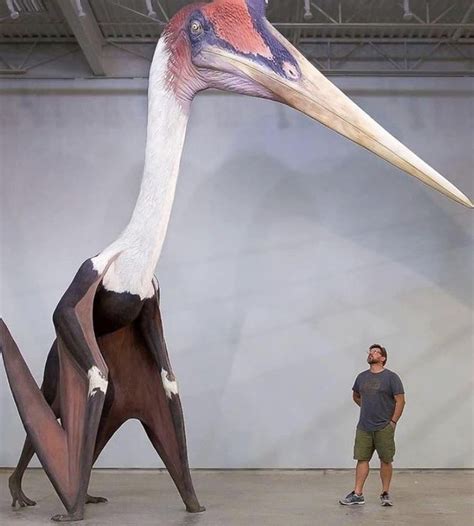 A Life Size Replica Of Quetzalcoatlus Northropi Next To A 18 M Man