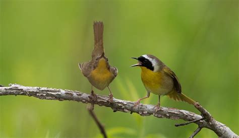 A Guide To Nesting Birds In New York Audubon New York