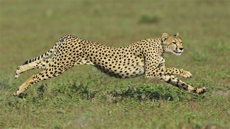 The Worlds Fastest Animals Live Science Verve Times