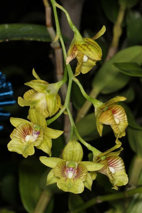 Hoa Phong Lan Vi T Vietnam Orchids B S U T P C C Lo I Lan Dendrobium