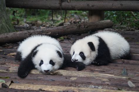 Calgary Zoo Panda Passage Receives Petal Certification Introba