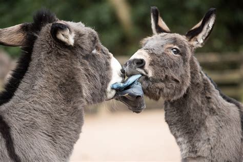 Welly fun - Part 2 | Cute donkey, Donkey, Donkey sanctuaries
