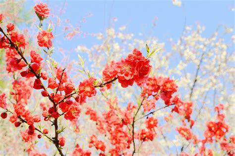 桃の花 Aya Yen Flickr