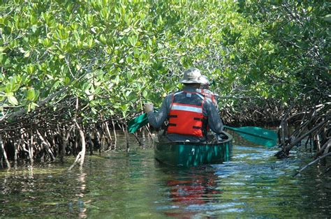Now Is The Best Time To Save Mangroves Grow Trees Blog