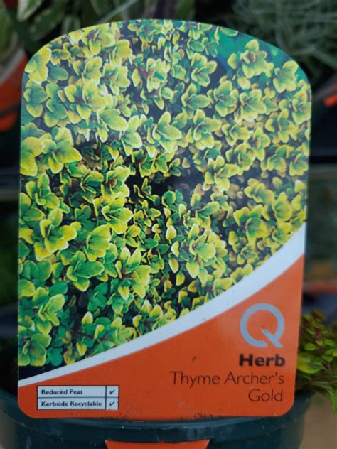 Thyme Archers Gold 1 Ltr Holland House Garden Centre Preston