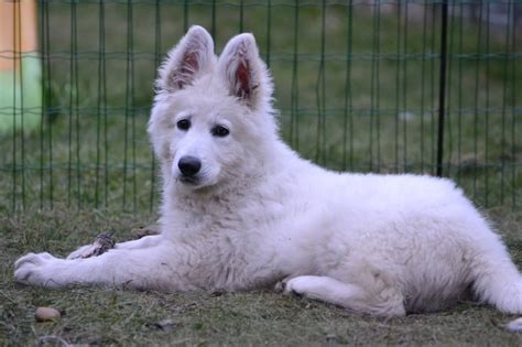 White German Shepherd Puppies For Sale Qld