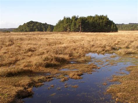 Cranes Moor New Forest © Jim Champion Cc By Sa20 Geograph Britain