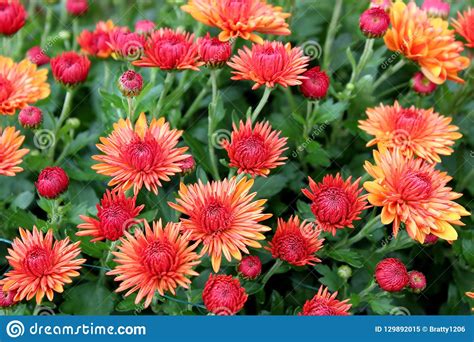 Gorgeous Red Orange Flowers With Some Petals Open And Others Just