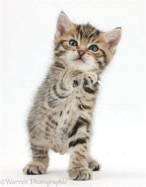 Cute Playful Tabby Kitten 6 Weeks Old Photo Wp35561