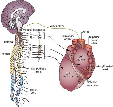 Role Of The Autonomic Nervous System In Modulating Cardiac Arrhythmias