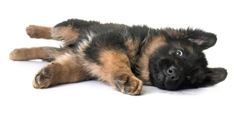 Are German Shepherds Good First Dogs Heres What To Know World Of Dogz