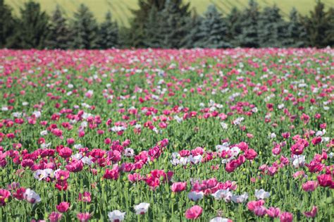 Pink Poppy Field By Laepona On Deviantart