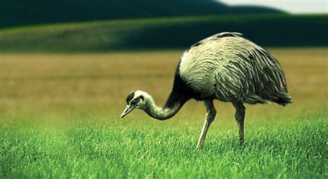 Rhea Flightless Bird Facts And Types With Pictures