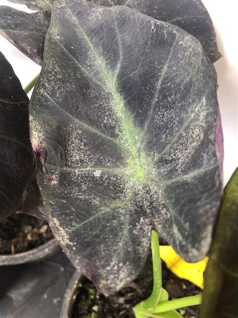 A dieffenbachia plant or dumb cane plant, native to the tropics of mexico and all the way south to. Elephant Ear Leaves Curling