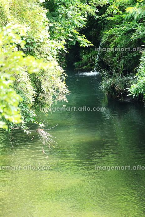 森の中を流れる美しい川の風景の写真素材 [191653126] イメージマート