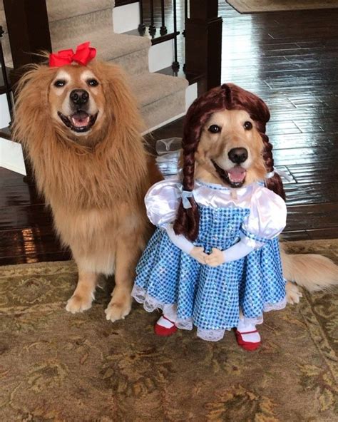 Round Of A Paws For These 30 Dogs Who Nailed Halloween Tap The Link