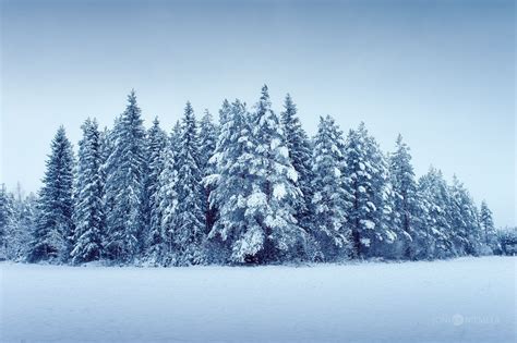 Snowy Trees Blog Joni Niemelä Fine Art Photography