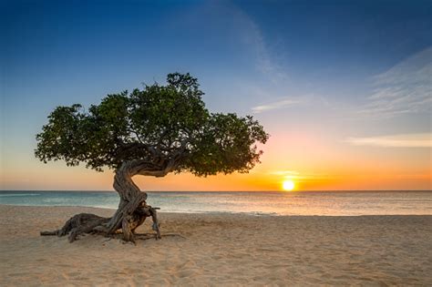 Dividivi Tree In Aruba Stock Photo Download Image Now Istock