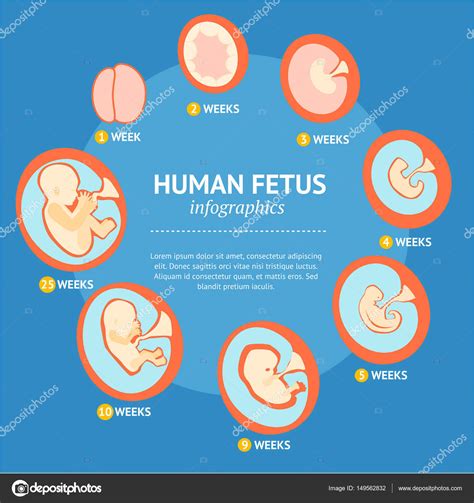Etapas Del Embarazo El Crecimiento Humano Efectua Imagenes Infographic Images