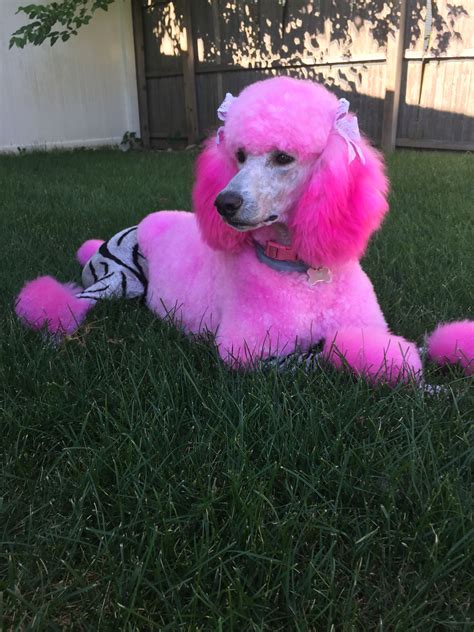 Poodle Pink Dog Poodle Dog Mustache Grooming Cute Animals Puppies