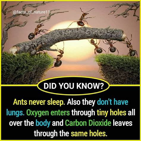 25 Likes 1 Comments Facts Of Nature Facts Of Nature11 On Instagram “f Amazing Facts