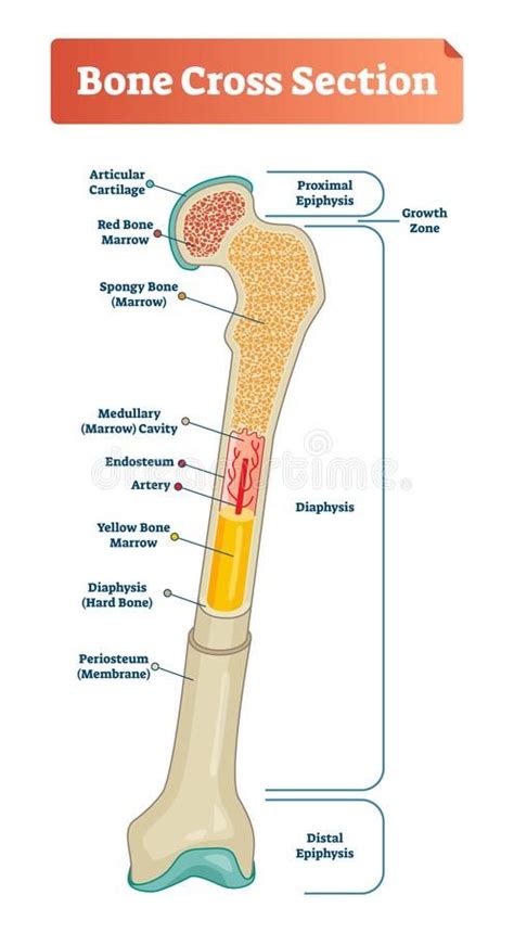 Vector Illustration Scheme Of Bone Cross Section Diagram With