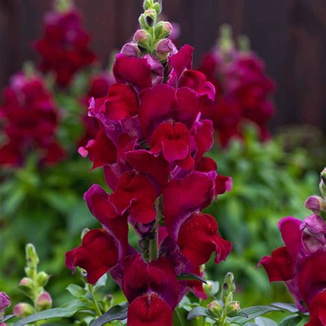 Candy Tops Red Snapdragon Seeds Annual Flower Seeds