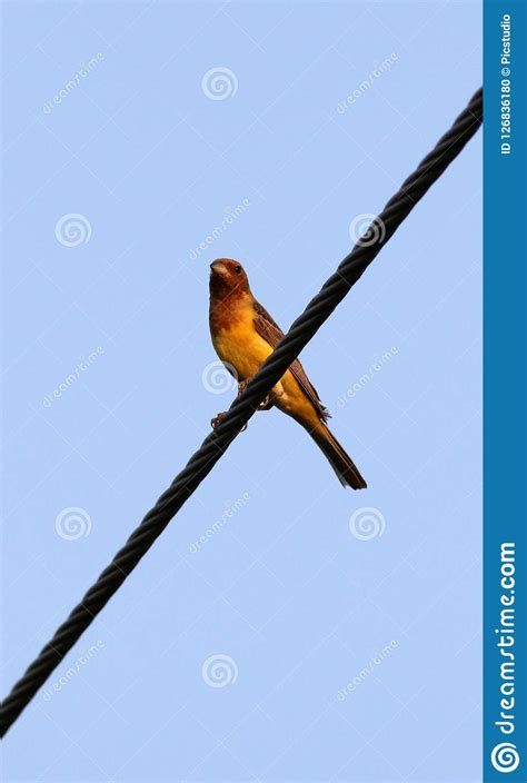 Red Headed Bunting Stock Photo Image Of Morning Bunting 126836180