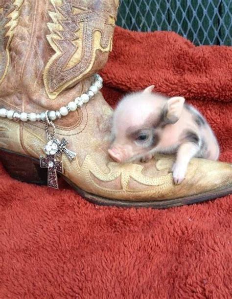 The 25 Best Teacup Pigs For Sale Ideas On Pinterest Micro Pigs For