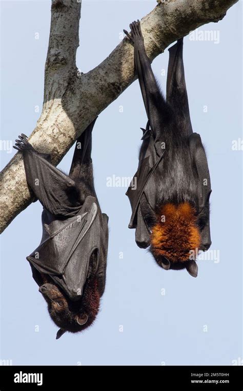Blossom Bat Hi Res Stock Photography And Images Alamy
