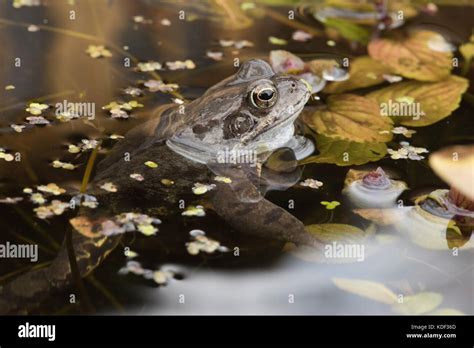 Common Frog Hi Res Stock Photography And Images Alamy