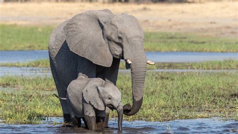 Botswana Lifts Ban On Elephant Hunting Iflscience