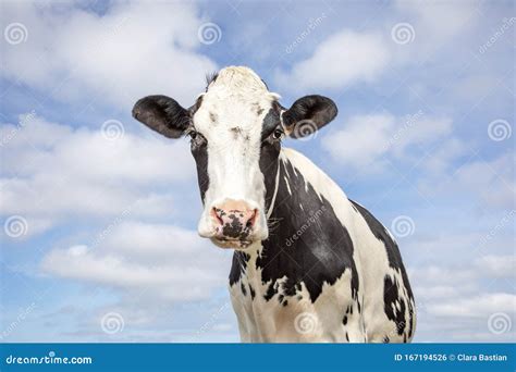 Mature Adult Black And White Cow Gentle Look Pink Nose And A Blue