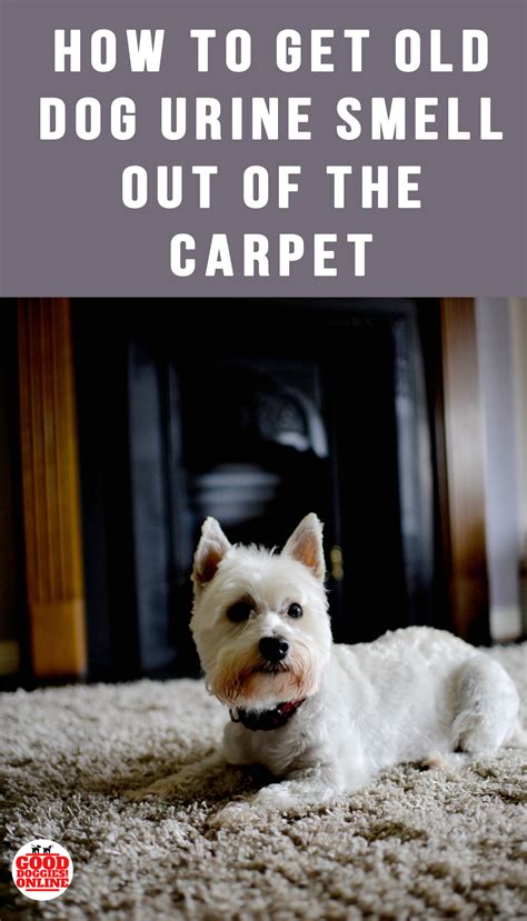 Sep 03, 2020 · how to get bad smells out of carpet method 1 of 4: How to Get Old Dog Urine & Pee Smell Out of Carpet - Good ...