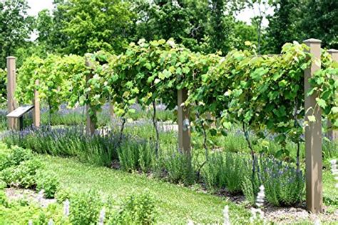 The best time for starting grape vines from cuttings is in the spring of the year. #1128 WHITE CONCORD GRAPES 5 SEEDS - Container Garden Club