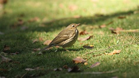 Olive Backed Pipit Audubon Field Guide