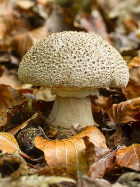 The Blusher Amanita Rubescens Stuffed Mushrooms Mushroom