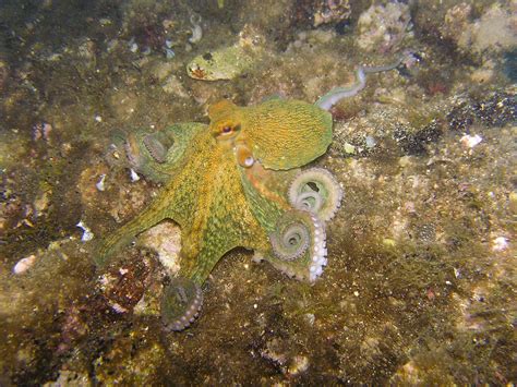 Free Images Diving Wildlife Underwater Squid Fauna Coral Reef