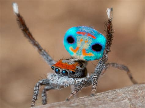 descubren siete nuevas especies de arañas pavo real en australia emigrar a australia vivir