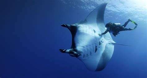Worlds First Known Manta Ray Nursery Discovered Apn News