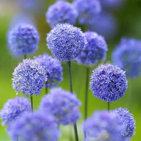 Plant does not set seed, flowers are sterile, or plants will not come true from seed. Allium 'Azureum' | SLOVENSKETRVALKY.SK | SlovenskeTrvalky.sk