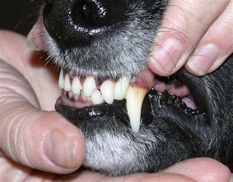 What Is The Evolutionary Logic Behind Why Dogs Have Serrated Lips Quora