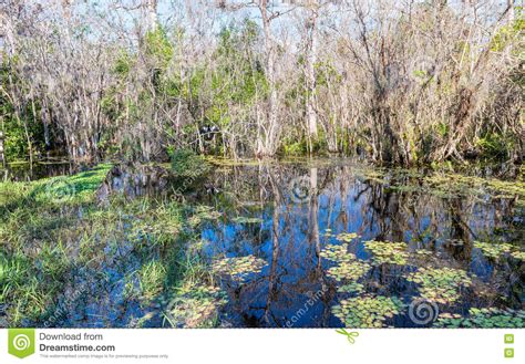 Vegetation Of Florida Everglades Swamps Stock Image Image Of Swamp