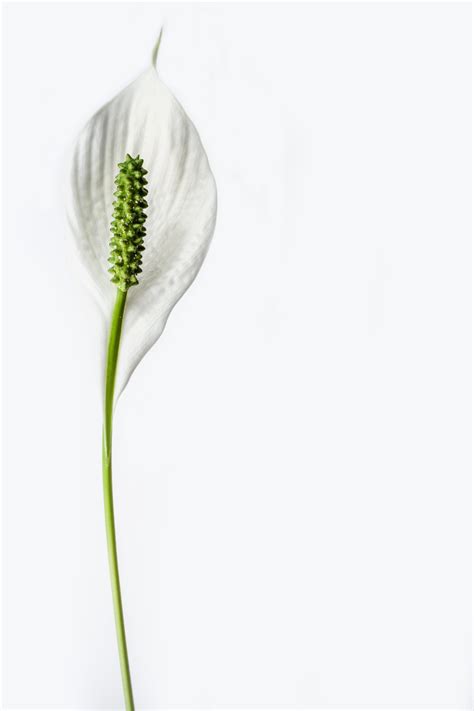 Peace Lily Flower Free Stock Photo Public Domain Pictures