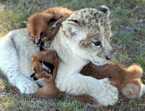Lion Cubs Images Cute Lion Cub Wallpaper And Background